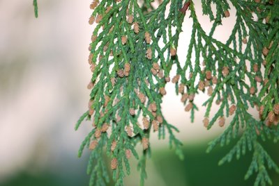 Chamaecyparis nootkatensis 'Pendula' - cypřišek nutkajský 'Pendula' - jarní větévka